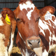 Illustration for article titled A funny cow good news
